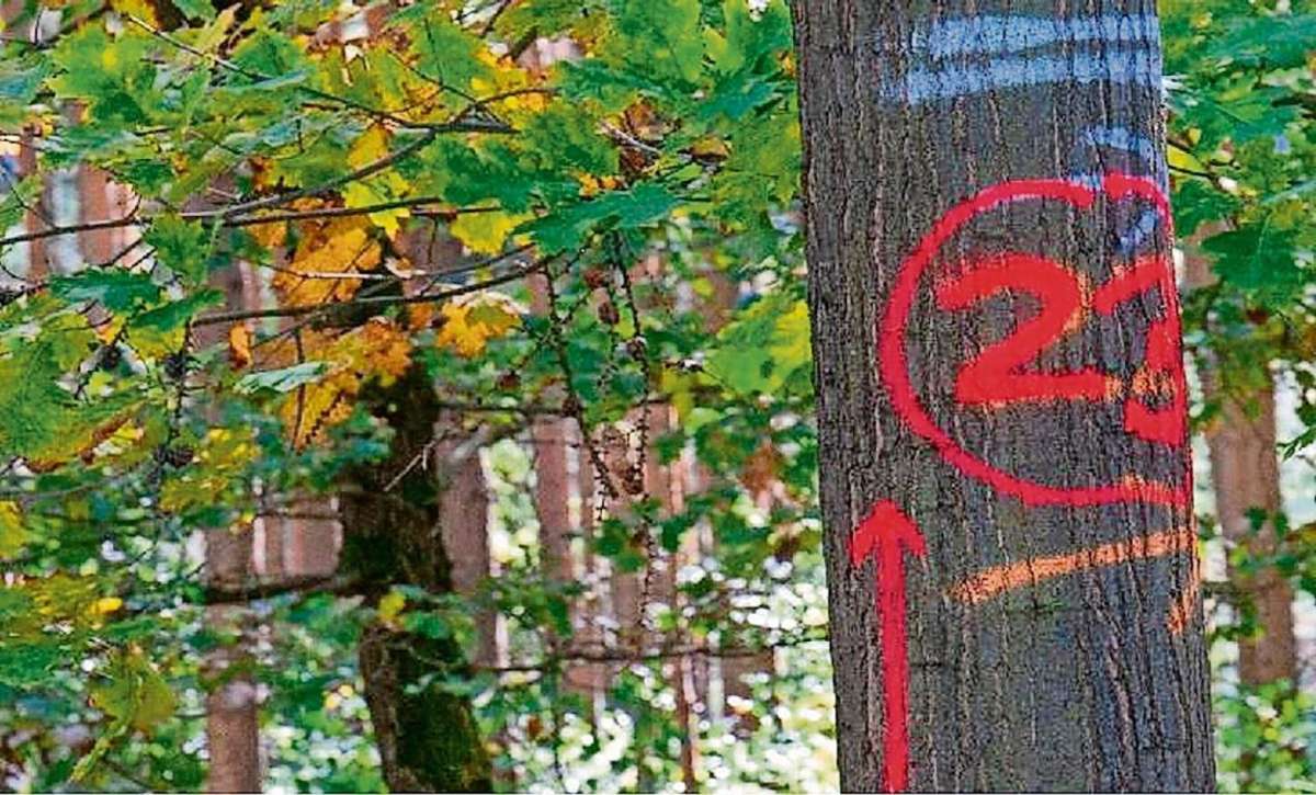 Im Wald am Kissel und am Storchsberg bei Meimers hat Jürgen Weidner aus Barchfeld Farbmarkierungen an Bäumen fotografiert. "Auch dem gutwilligen Betrachter drängt sich das Bild vom maschinengerechten Försterwald auf", schreibt er. Quelle: Unbekannt