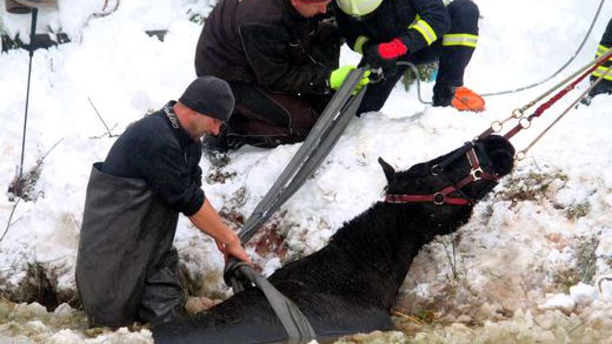 Thüringen: Feuerwehren rücken als Tierretter aus