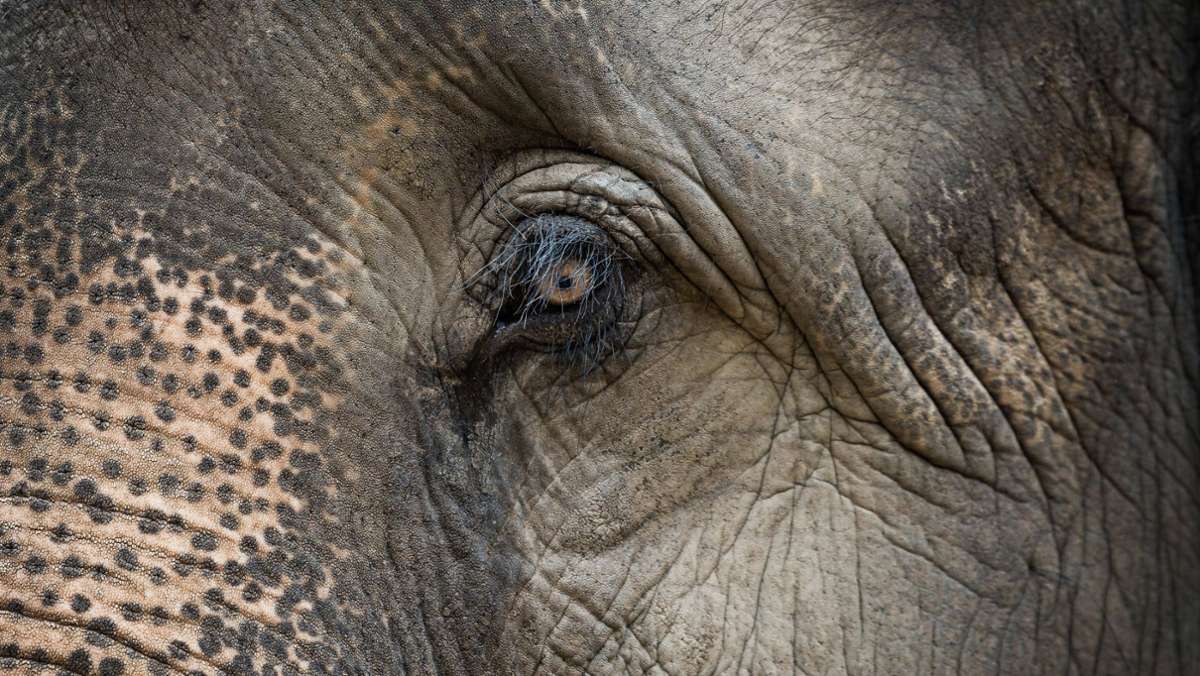 Sri Lanka: Elefant in Tiktok-Video misshandelt –  860 Euro Bußgeld