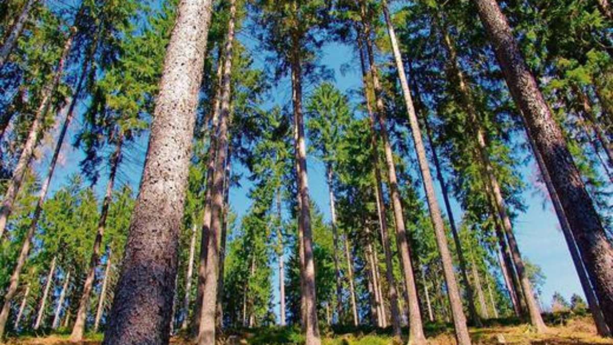 Hildburghausen: Wald sucht Eigentümer - Holzvorräte erschließen