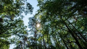 Dürre, Sturm und Schädlinge: Mehr Geld soll Wälder retten