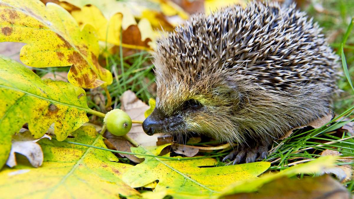 Wildtiere im Herbst: Was fressen Igel?