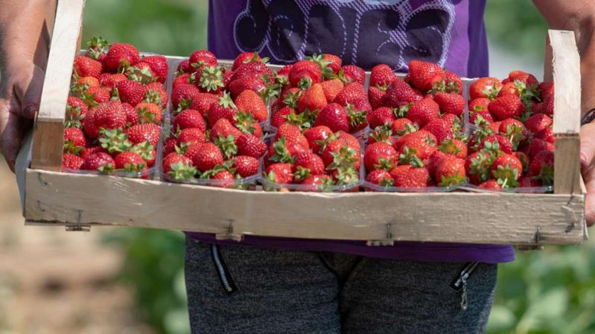Wirtschaft: Bauern freuen sich über reiche Erdbeerernte