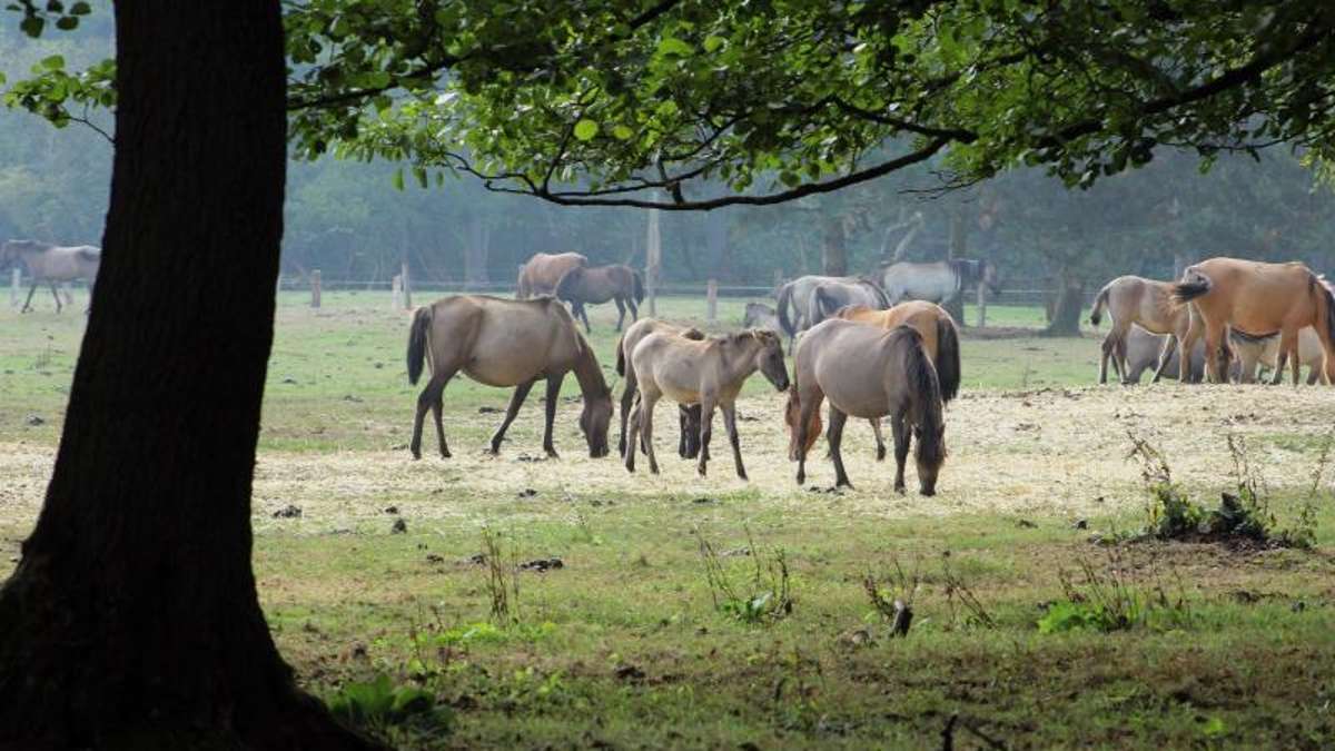 Ibind: Pferderipper schlägt erneut zu: Stute stirbt an Stichwunde