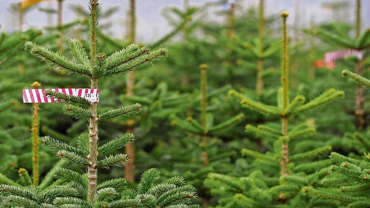 Thüringen: Weihnachtsbaum auf der Autobahn 9 verloren - Behinderungen
