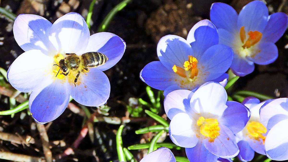 Start in die Bienensaison: Summ, summ, summ ... im Februar?