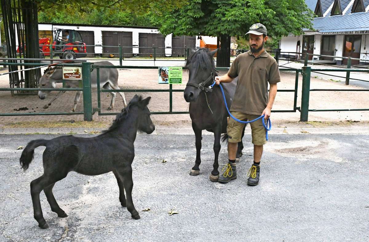 Tierpfleger Daniel Braun dreht mit Pony-Mama Foto: /Karl-Heinz. Frank