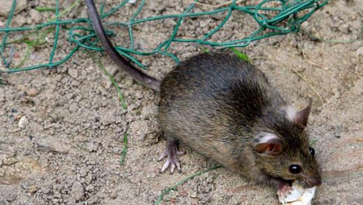 Thüringen: Grundschulhort wegen Mäuse- und Rattenplage dicht