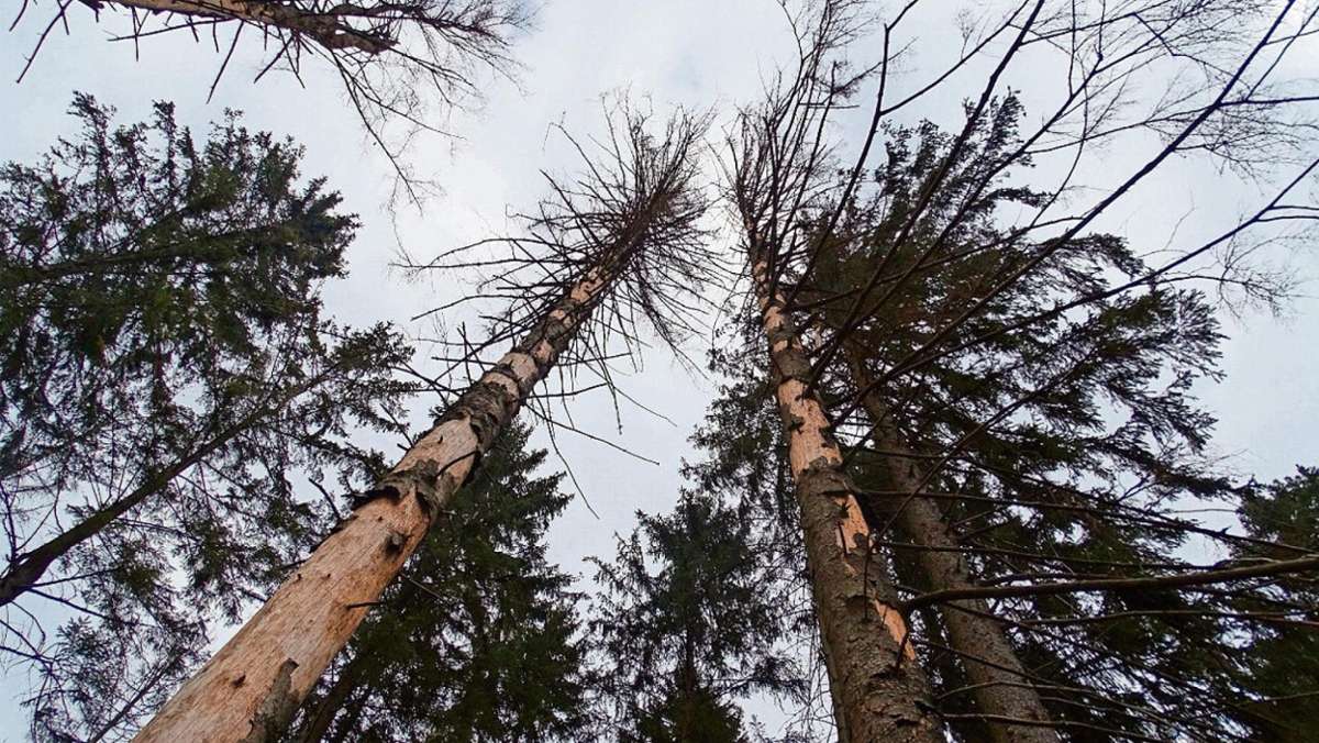 Ilmenau: Thüringen-Forst hält an Fichte für Kammlagen fest