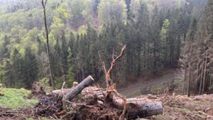 Waldwirtschaft im Umbruch: Weißtannen leisten Fichten Gesellschaft