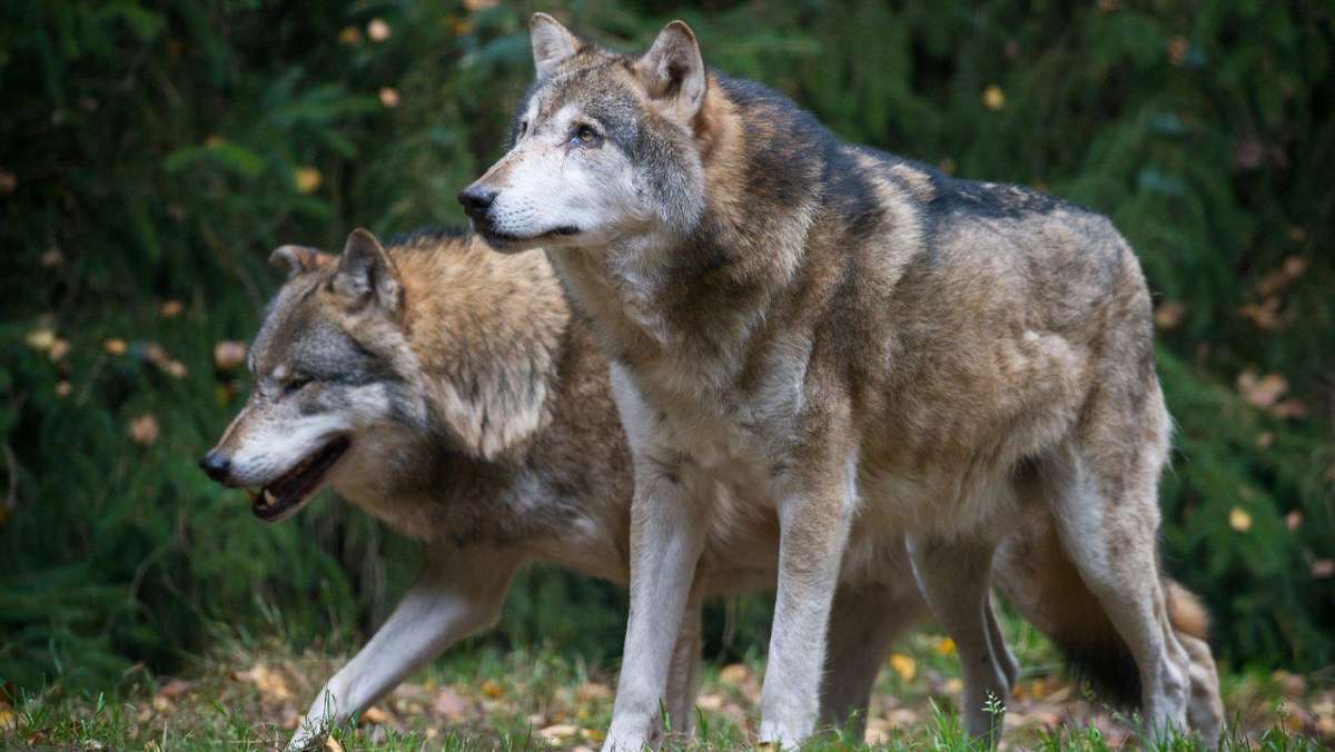 Thüringen: Thüringer CDU will auf Wölfe schießen lassen