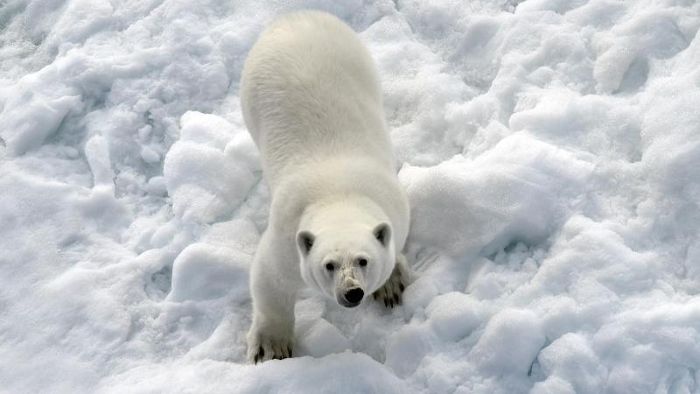 Eisbären-Alarm: Gefährliche Gäste am Nordpolarmeer