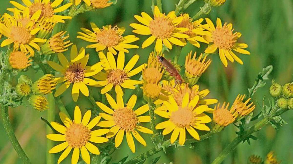 Hildburghausen: Gelb blühende Pflanze birgt Gefahren