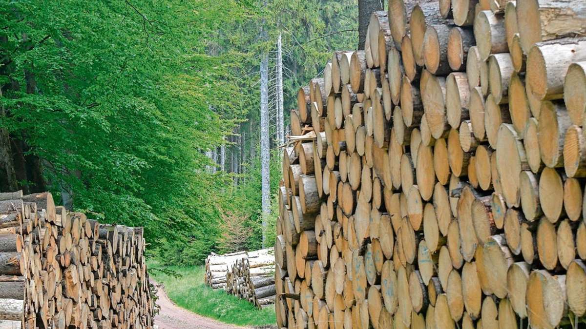 Schmalkalden: Schmalkalder Forstwirtschaftsplan wird wurmstichig