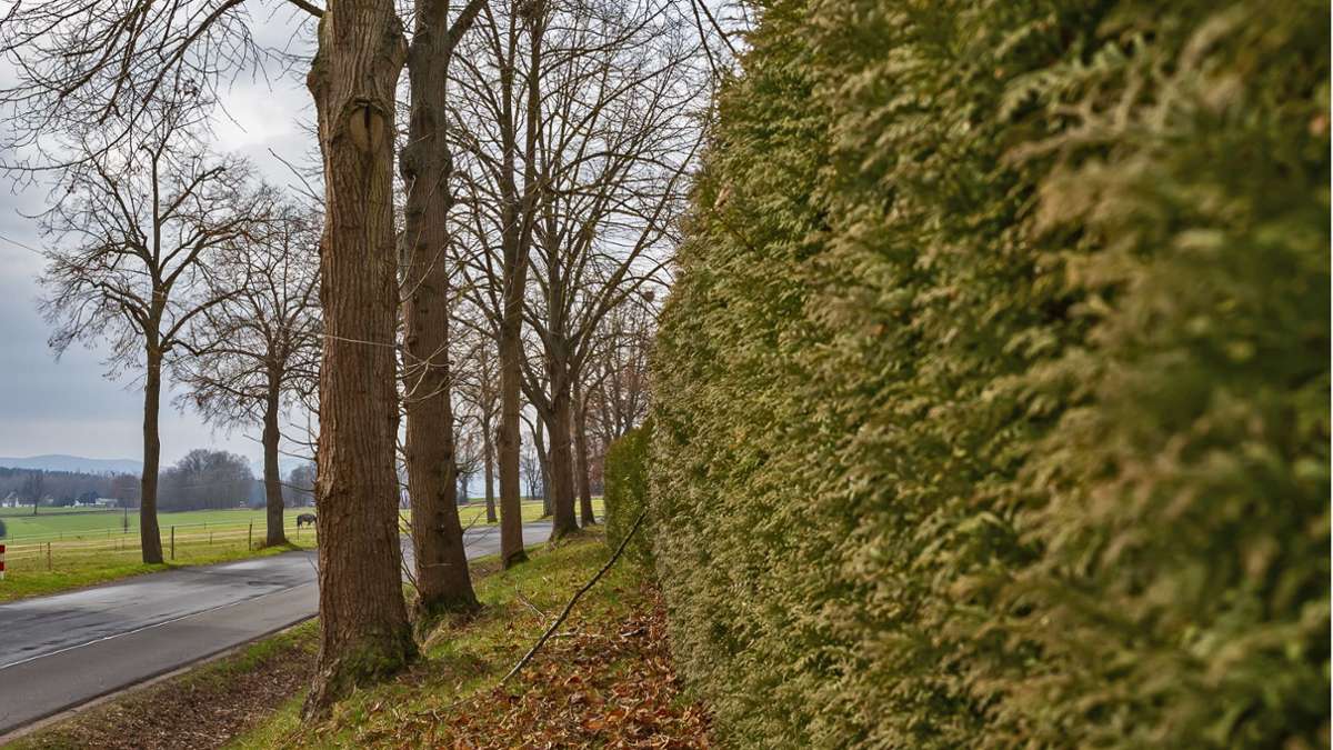 Bad Liebenstein: Fünf Linden am Friedhof werden gefällt