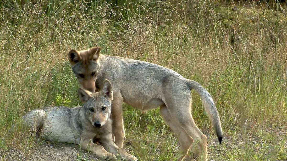 Thüringen: Zukunft für Ohrdrufer Wolfs-Mischlinge Worbiser Bärenpark