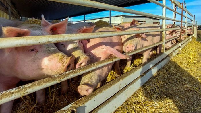 Landstolz setzt auf Tierwohl: Wo Schweine im Stroh wühlen können