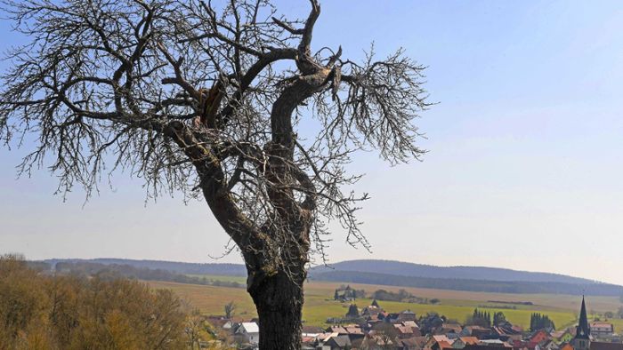 Kleiner Thüringer Wald: Kein Schutzstatus für Waldgebiet