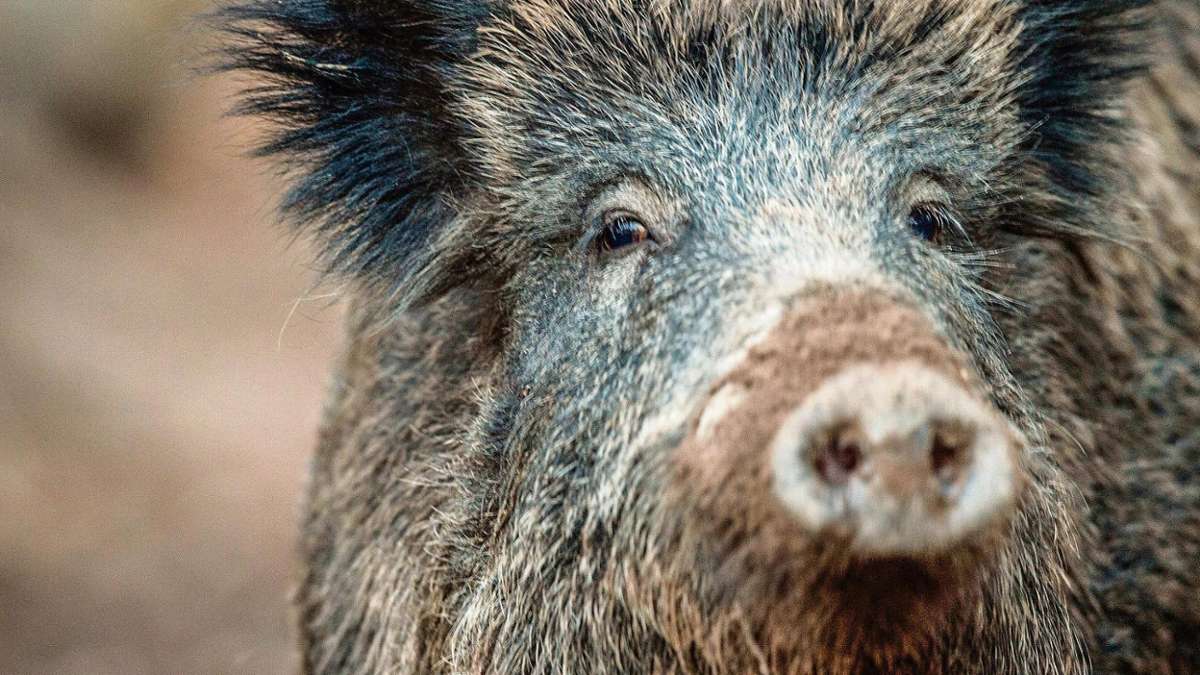 Erfurt: Wildschwein unterbricht Promille-Fahrt