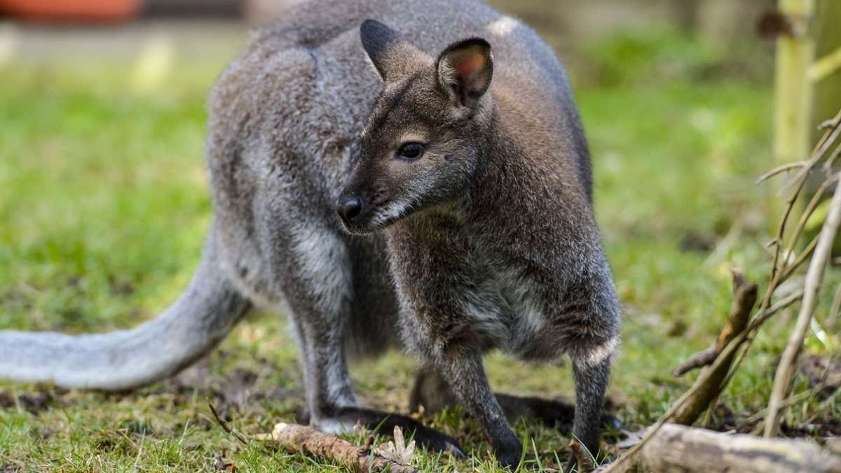 Achtung Beuteltier: Das Känguru vom Steinachtal