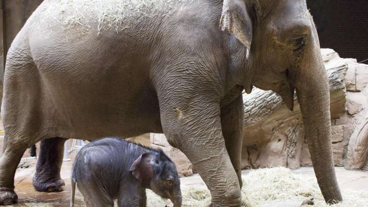 Thüringen: 22 Monate lang schwanger - Elefantenkuh in Erfurt erwartet Nachwuchs