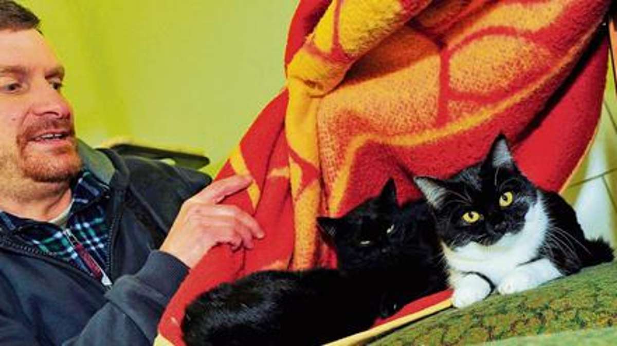 Sonneberg/Neuhaus: Erneut Katzen im Karton ausgesetzt