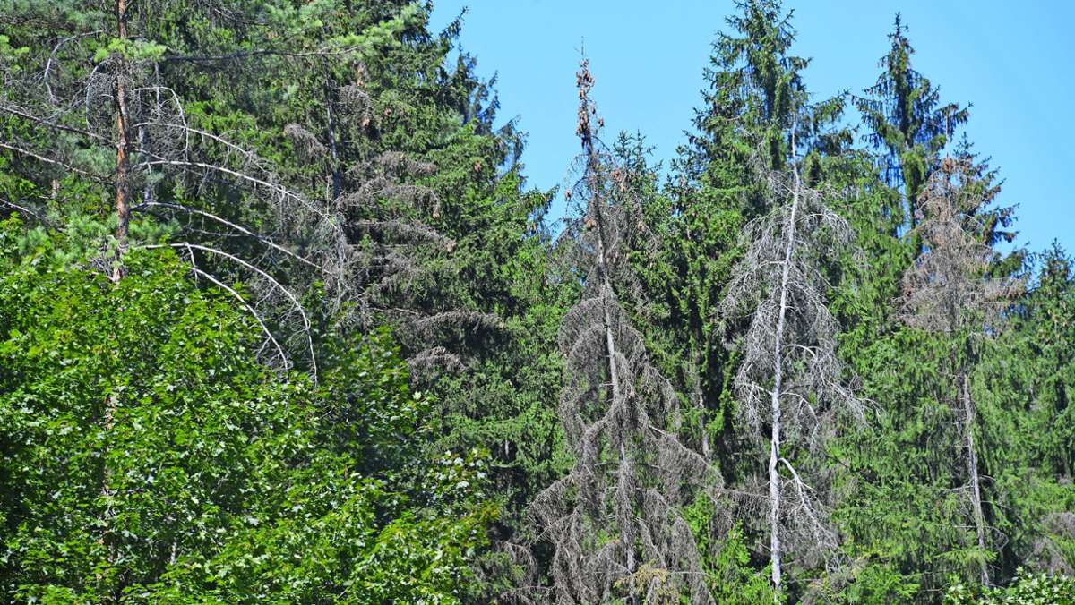 Schadholzbeseitigung: Trockenheit hat im Wald ihre Spuren hinterlassen