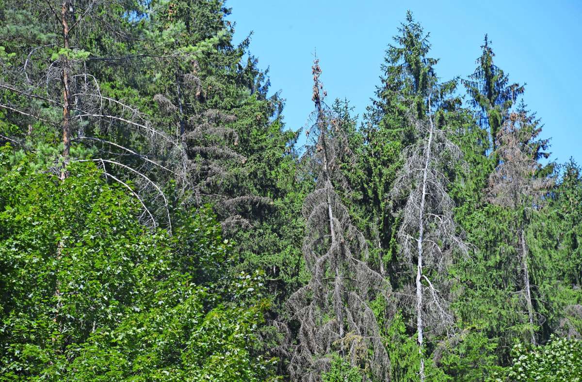 Auch im Wald in der Flur von Neubrunn hat es im vorigen Jahr Dürreschäden gegeben. Damit die abgestorbenen Bäume nicht zur Gefahr werden, sollen sie nun baldmöglichst eingeschlagen werden Foto: Wolfgang Swietek