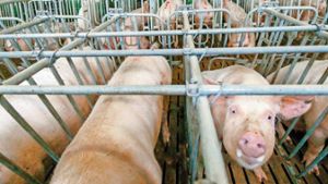 LKA durchsucht Firmen und Wohnung wegen Schweinezucht in Aschara