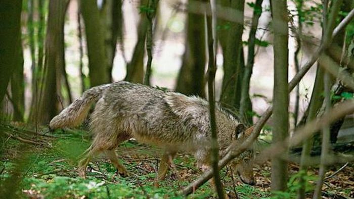 Nabu-Experte: Wolfsnachwuchs wird zunächst noch bei Eltern bleiben
