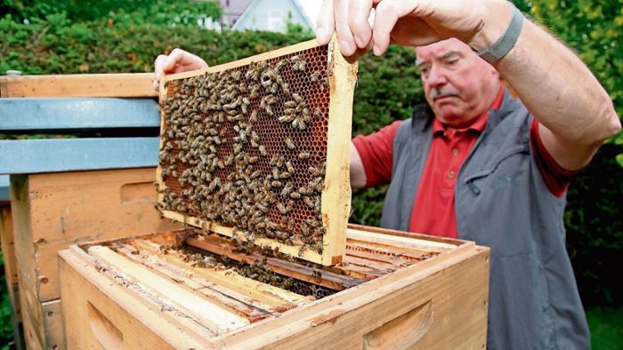 Zuwachs im Bienenhaus der Region