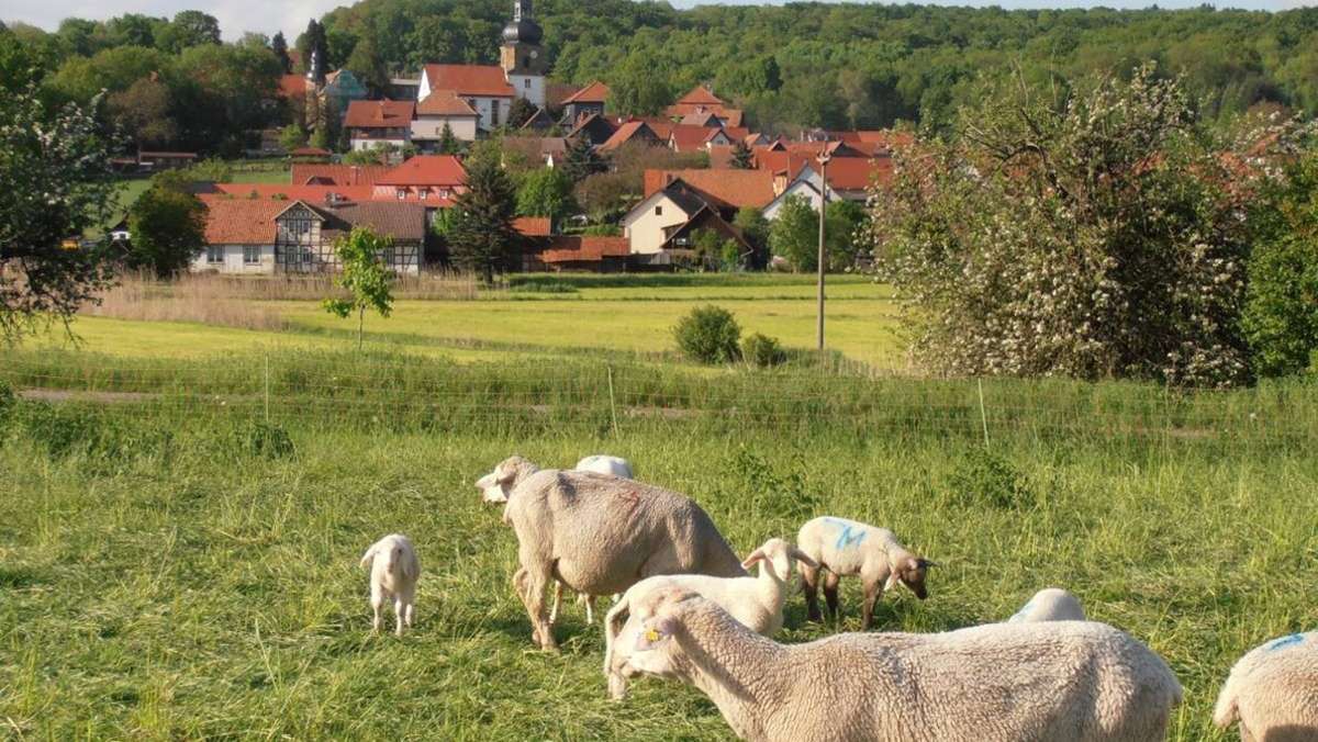 Bauernregeln: Kommt wieder die „Schafskälte“?