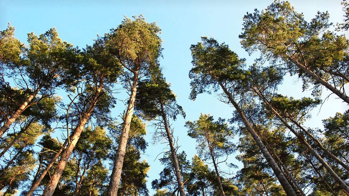 Schwallunger Wald: Gutes Ergebnis mit bitterer Note