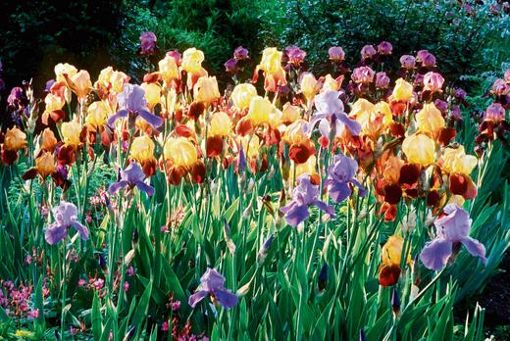 Schwertilien (Iris barbata) wachsen hervorragend auch in raueren Lagen, denn die meisten Sorten sind gut frosthart. Wenn sie eingehen, dann liegt das wahrscheinlich an zu feuchtem Boden. Quelle: Unbekannt