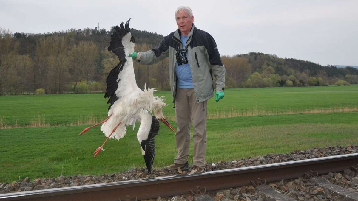 Bad Salzungen: Storch in Bad Salzungen wohl von Zug erfasst