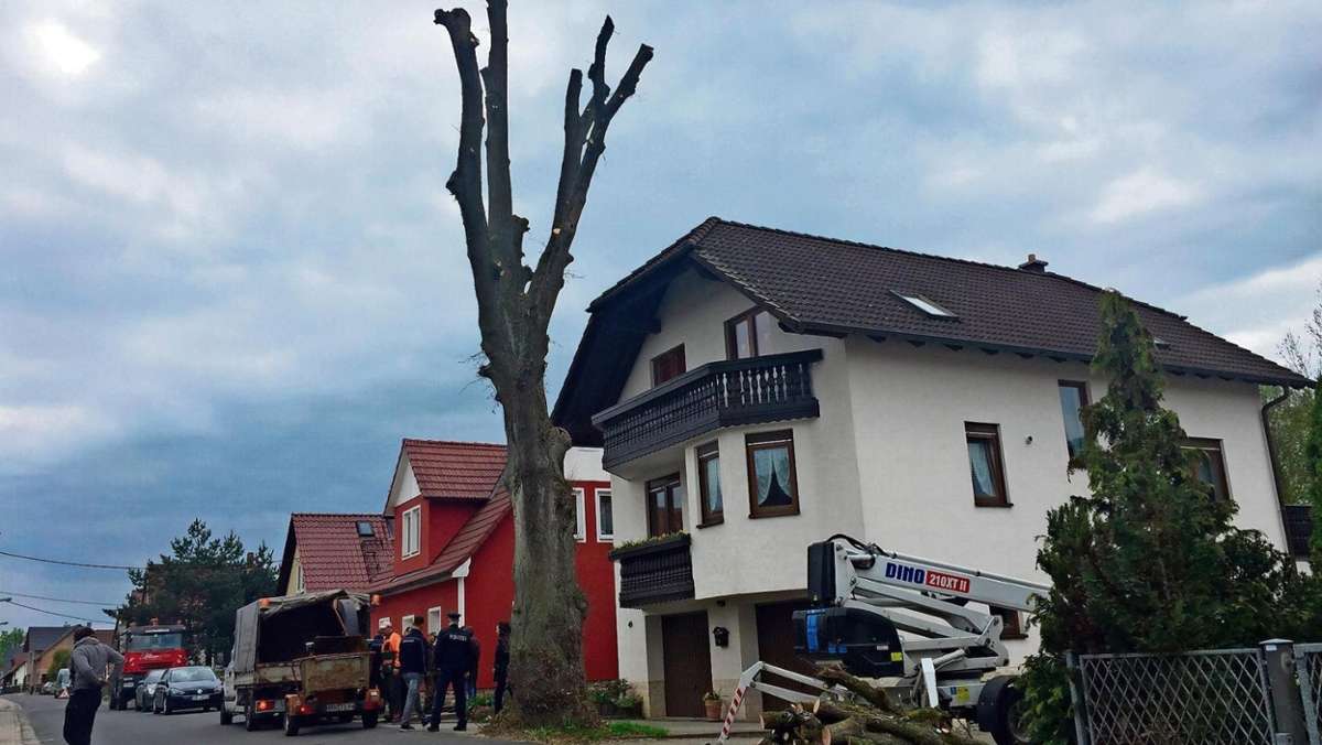 Hildburghausen: Protestaktion: Ein Prinz stoppt die Fällung eines Baumes