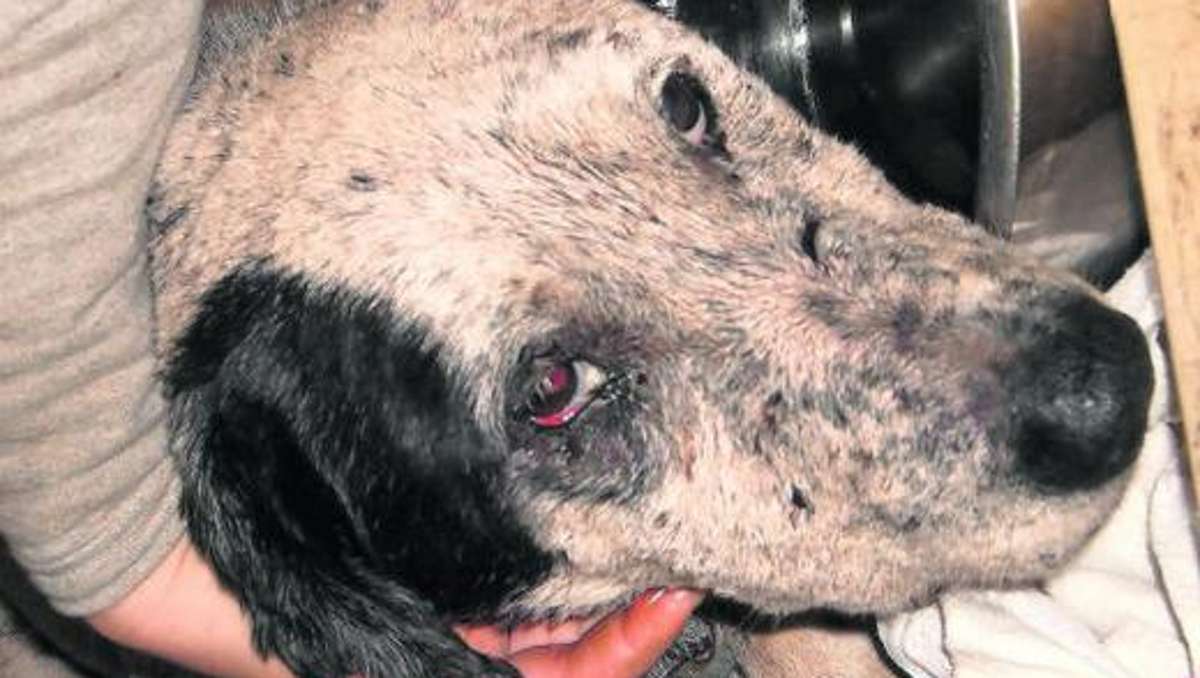 Bad Salzungen: 125 verwahrloste Hunde aus Kaserne befreit