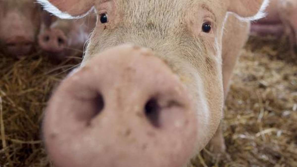 Thüringen: Militär darf nicht an lebenden Schweinen üben