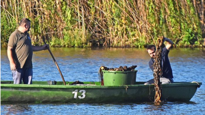 Breitunger Seen: Rettungsaktion für Seerosen gestartet