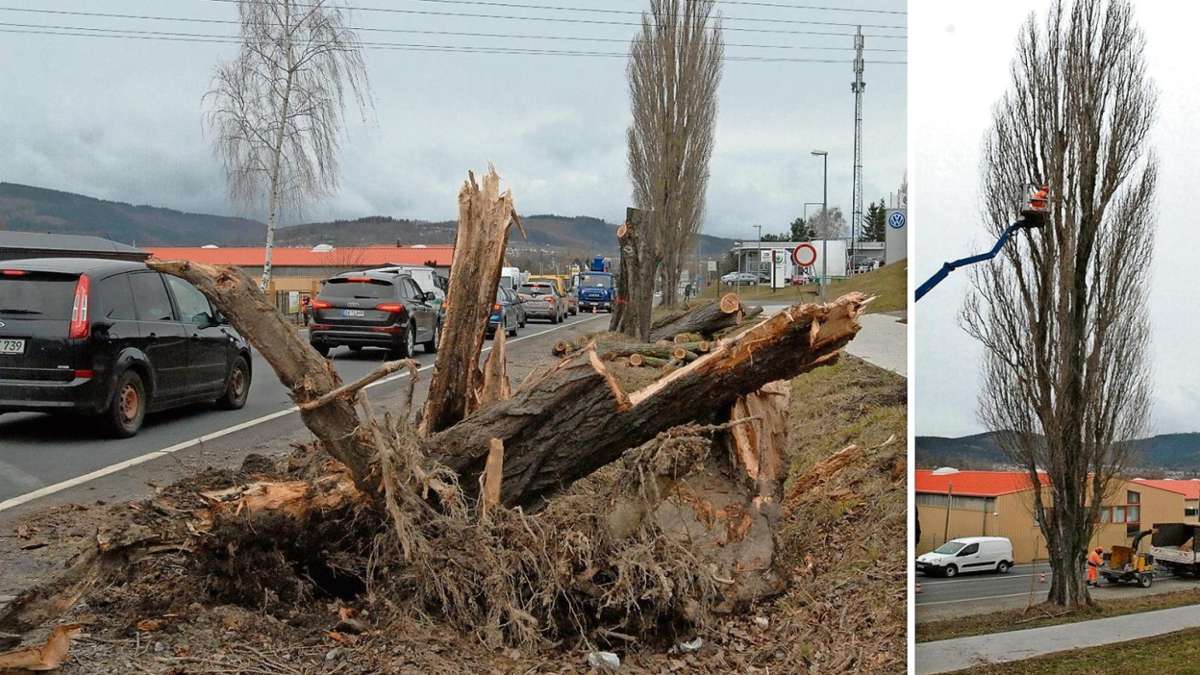 Ilmenau: Baumpflege nach Sturm Sabine in Ortslage Ilmenau