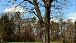 Ummerstadt beschließt Baumschutzsatzung