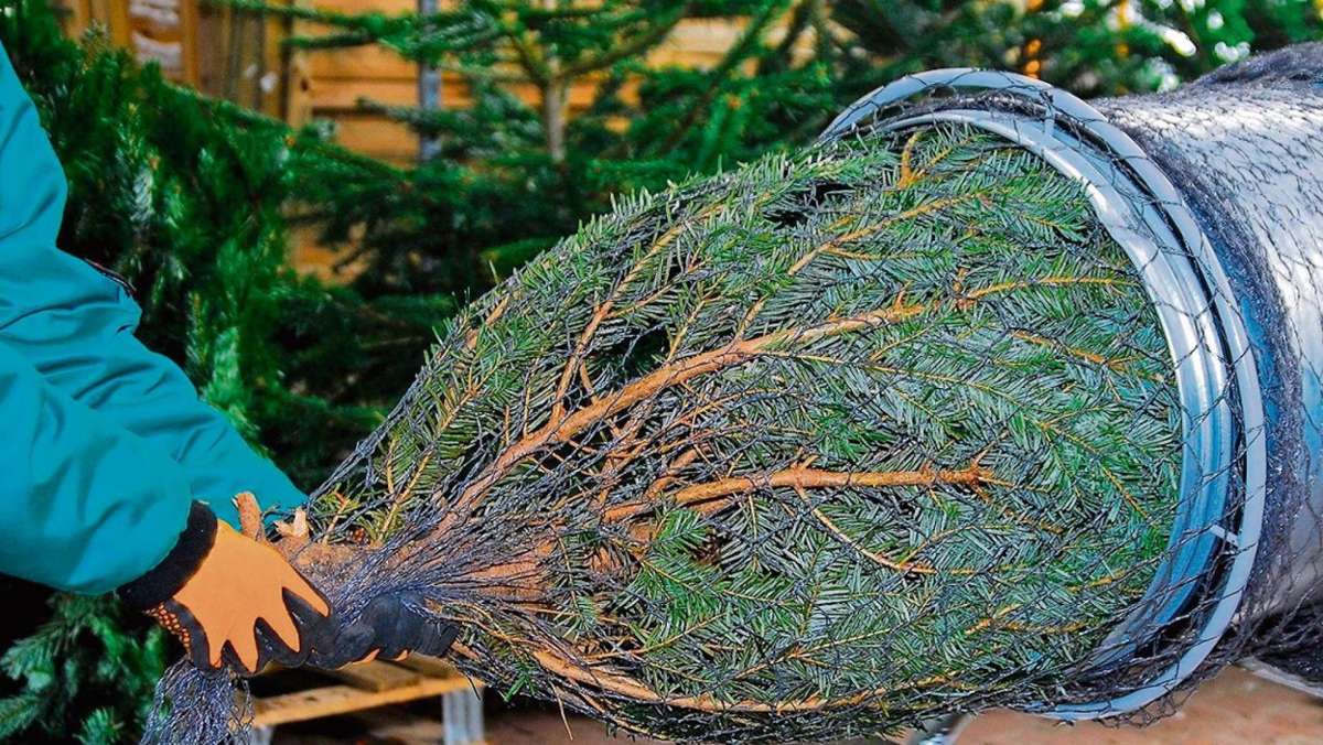 Hildburghausen: Rund 20 000 Weihnachtsbäume stehen im Kreis Hildburghausen