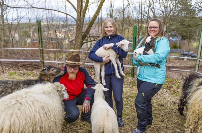Kleine bunte Glücksfarm: Wo die glücklichen  Oster-Schafe wohnen