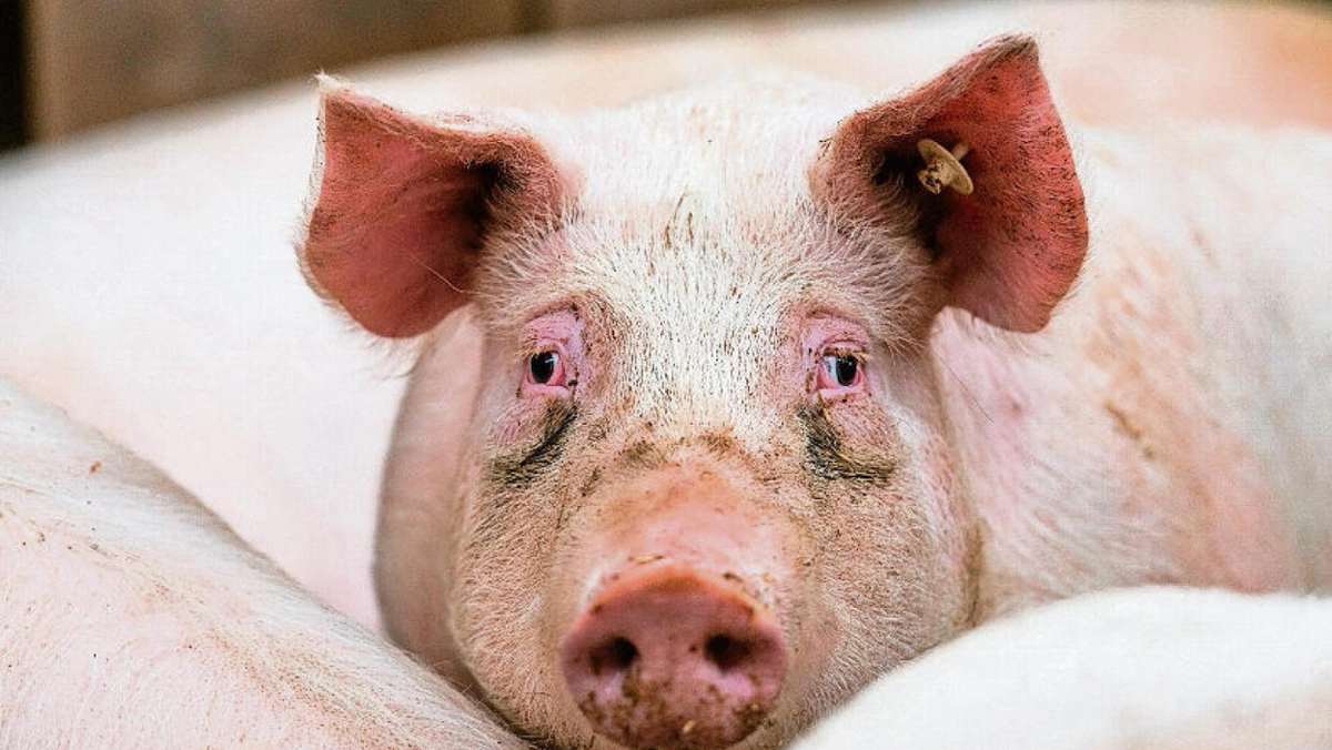 Hildburghausen: Veterinäramt: 498 Schweine sind in Käßlitz erstickt