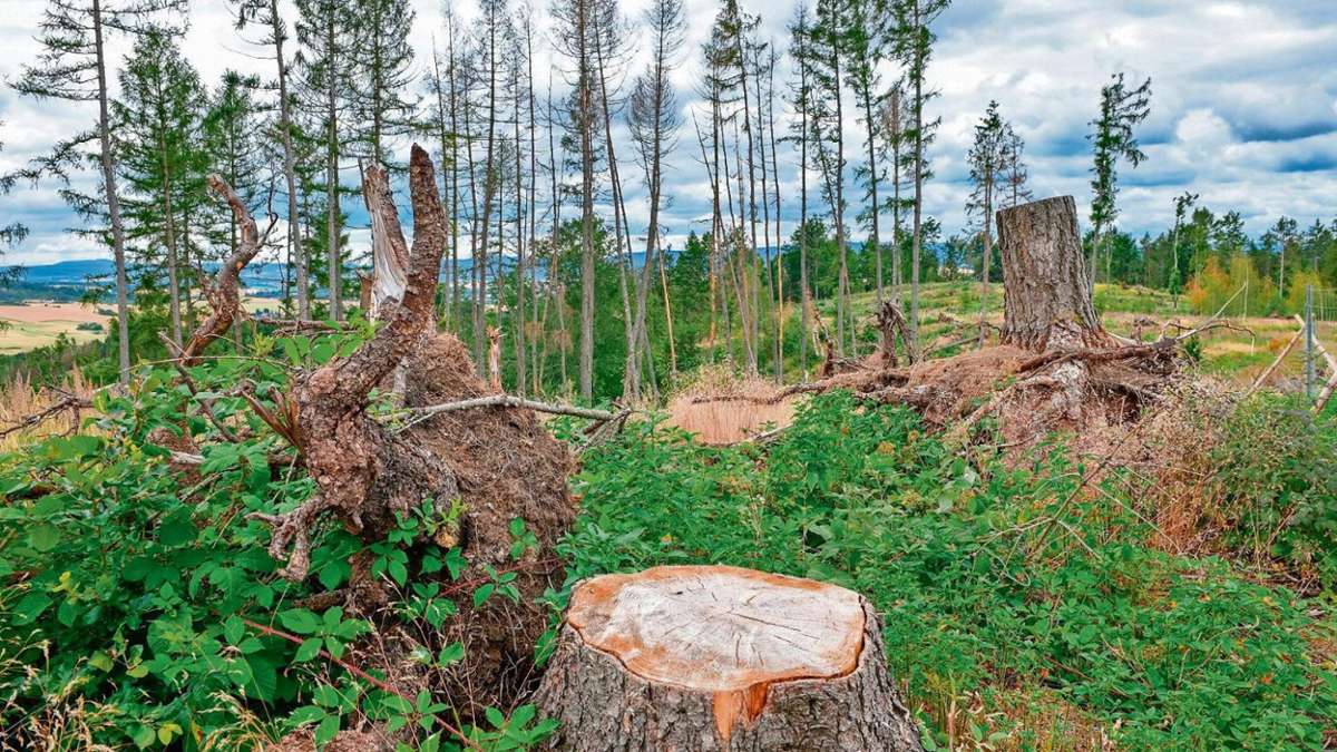 Thüringen: So schlimm wie noch nie - Waldschäden in Mitteldeutschland