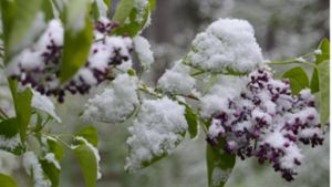 Wetterkapriolen im April: Wenn der violette Flieder plötzlich weiß ist