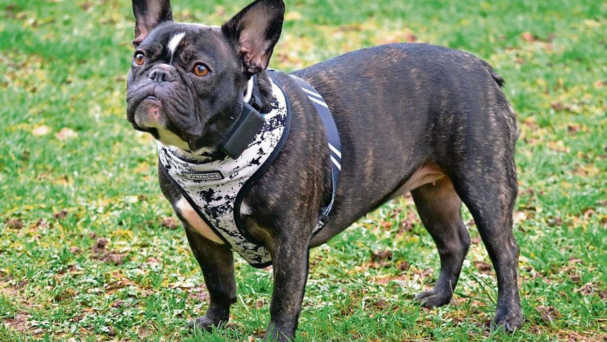 Coburg: Bulldogge verbellt Rettungsdienst