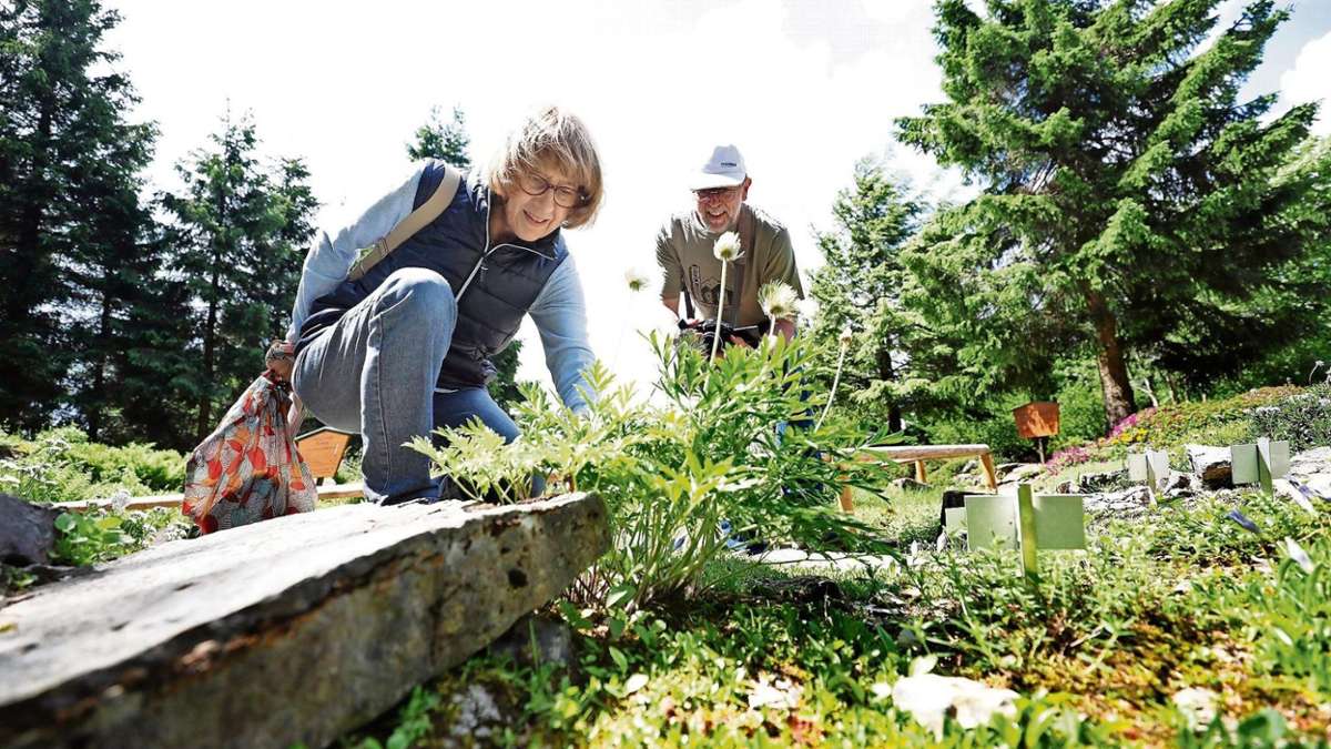 Thüringen: Trockenheit prägte Saison für Rennsteiggarten und Baumkronenpfad