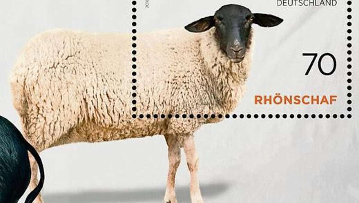 Suhl/ Zella-Mehlis: Das königliche Schaf aus dem Suhler Tierpark