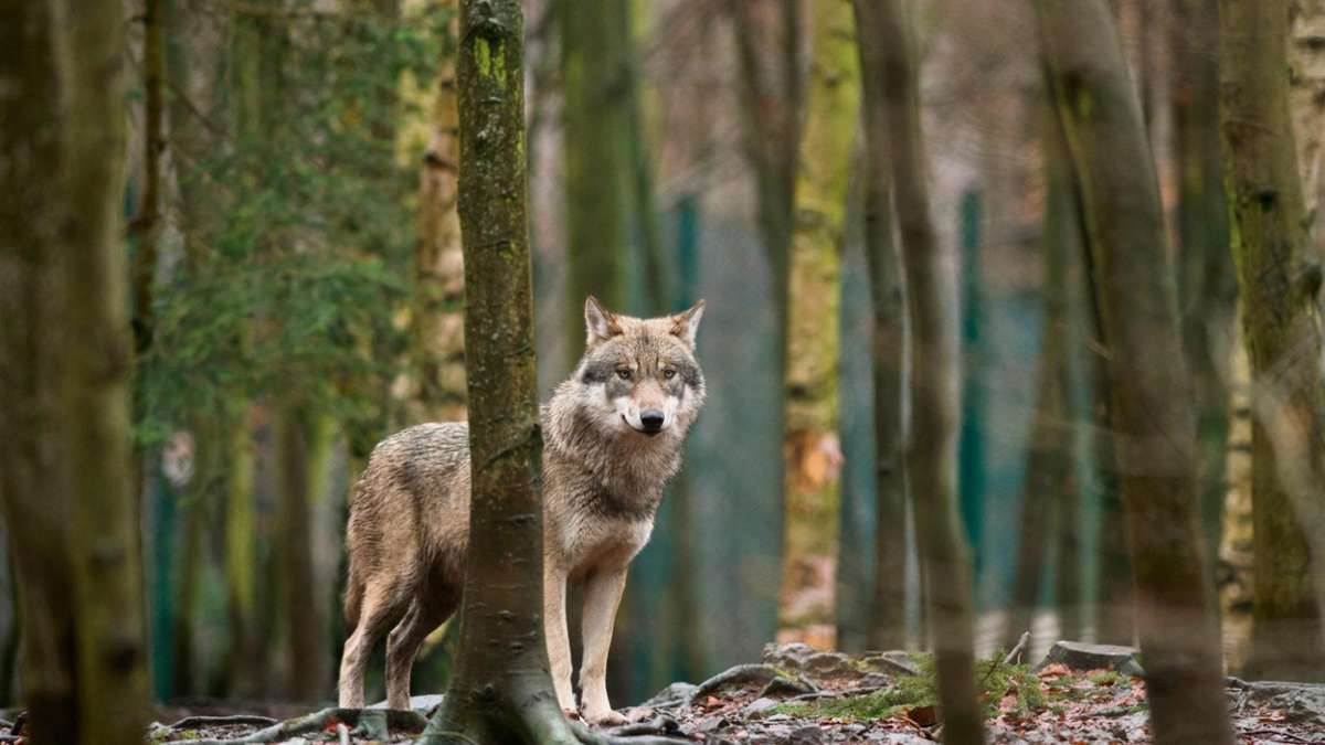 Thüringen: Behörde: Land darf Ohrdrufer Wölfin schießen